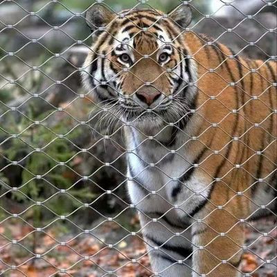 স্থাপত্য নকশা নিরাপত্তা নেট জন্য গোঁজযুক্ত ধাতব তারের দড়ি জাল