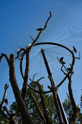 পাখির খাঁচা এবং চিড়িয়াখানার জালের জন্য ১.৫মিমি/২মিমি/২.৫মিমি তারের ব্যাস এবং ২৫*২৫মিমি/৩০*৩০মিমি/৫০*৫০মিমি জালের মুখযুক্ত আলংকারিক হাতে বোনা স্টেইনলেস স্টিলের তারের জাল