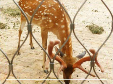 হাত বোনা নমনীয় স্টেইনলেস স্টীল দড়ি Mesh Balustrade এবং চিড়িয়াখানা ঘের জন্য কাস্টমাইজযোগ্য সীমানা মাত্রা সঙ্গে