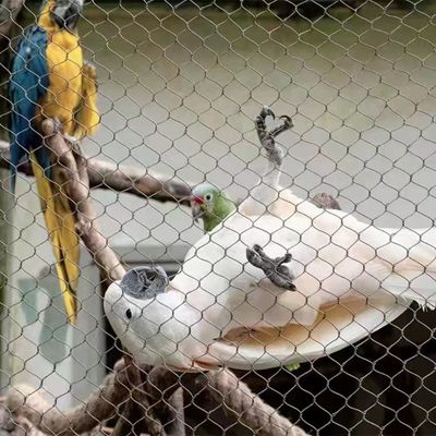 স্টেইনলেস স্টীল দড়ি জাল সঙ্গে ডায়মন্ড গর্ত আকৃতির UV প্রতিরোধী এবং 10 বছর গ্যারান্টি জন্য চিড়িয়াখানা বেড়া এবং পাখি ঘর