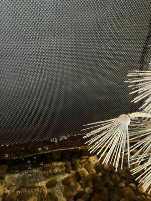 জলপ্রপাত প্রাচীর জাল জন্য স্টেইনলেস স্টীল আলংকারিক কুণ্ডলী ড্রেপারী